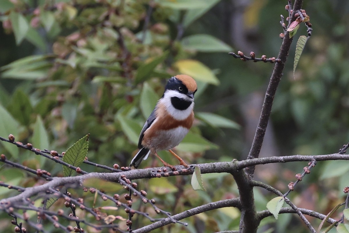 Black-throated Tit - ML643746765