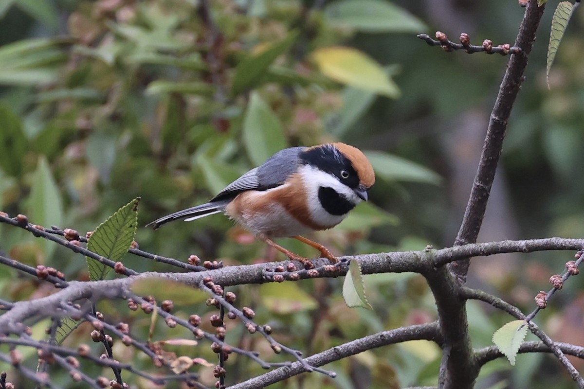 Black-throated Tit - ML643746766