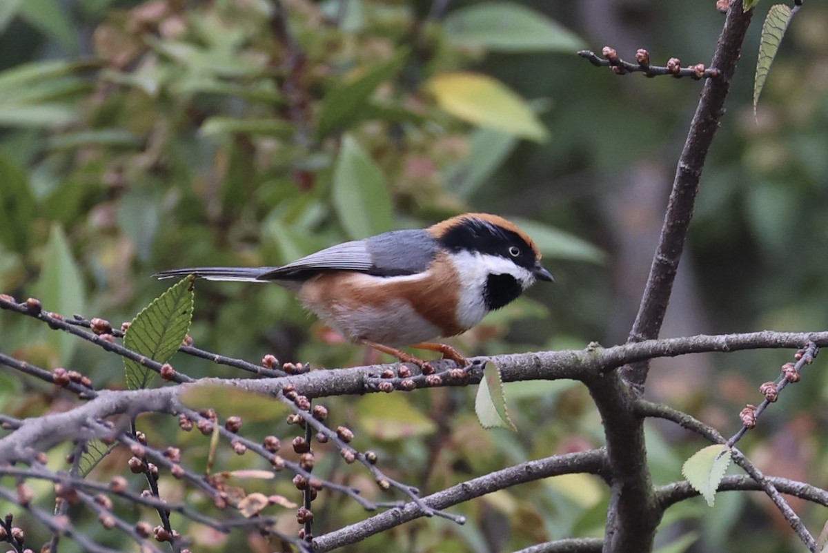 Black-throated Tit - ML643746767