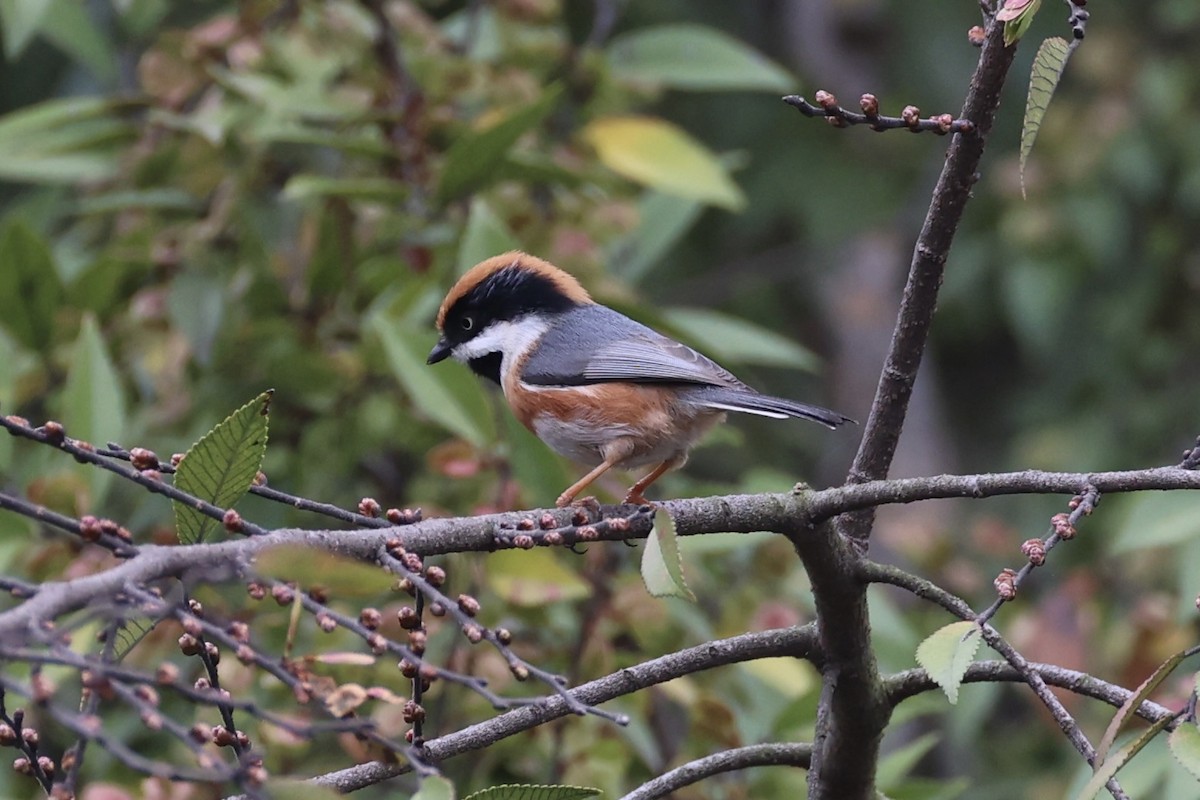Black-throated Tit - ML643746768