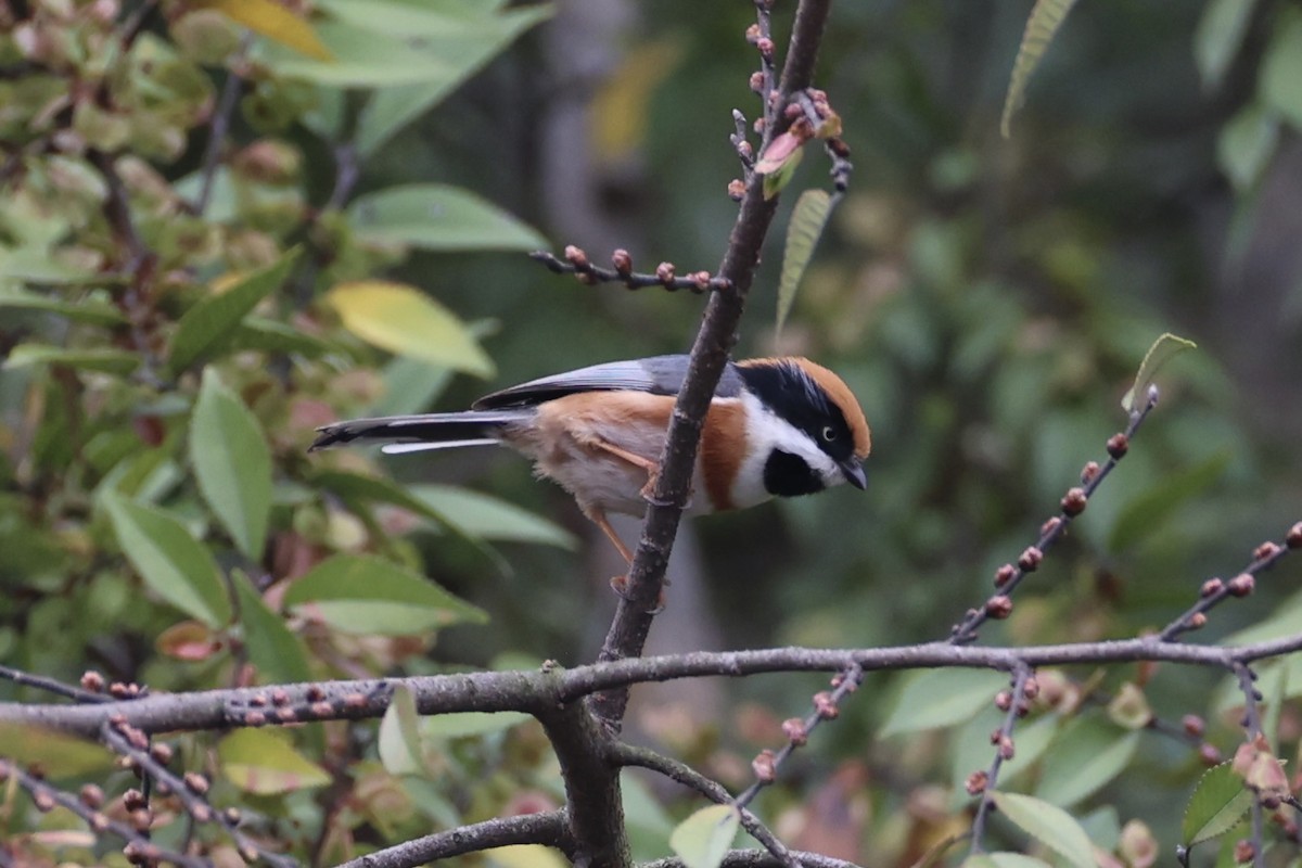 Black-throated Tit - ML643746769