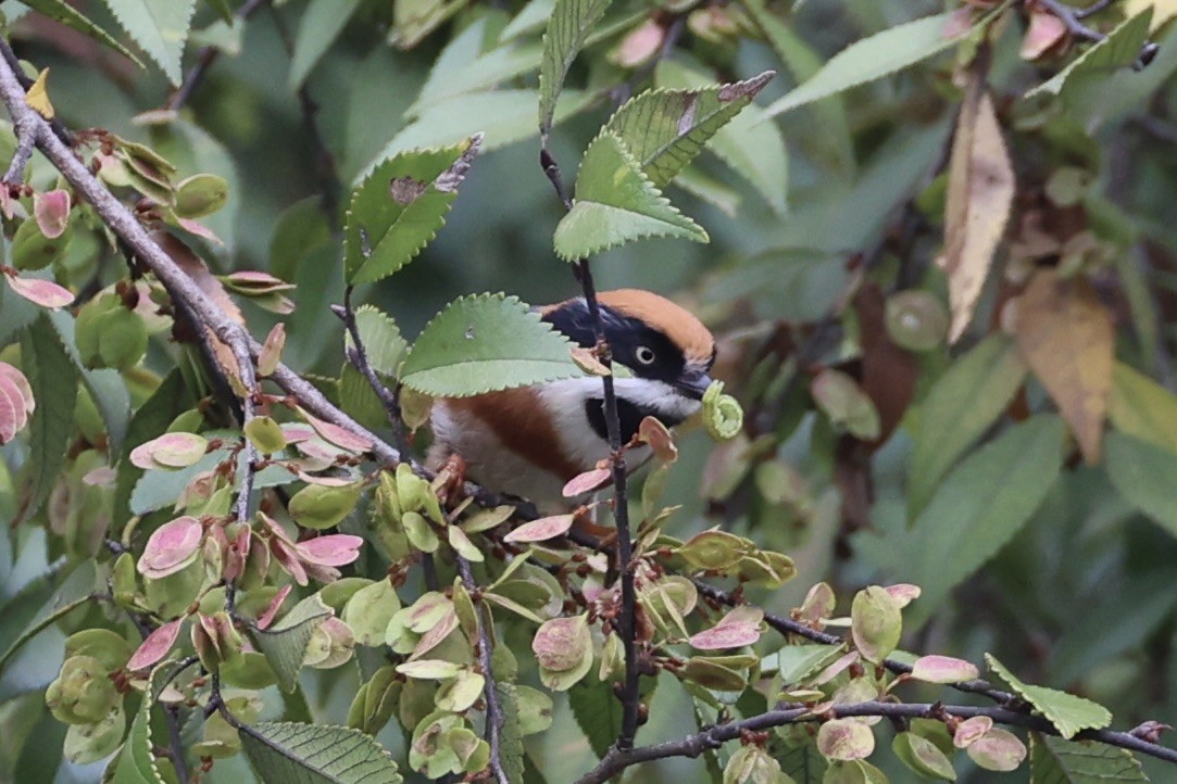 Black-throated Tit - ML643746770