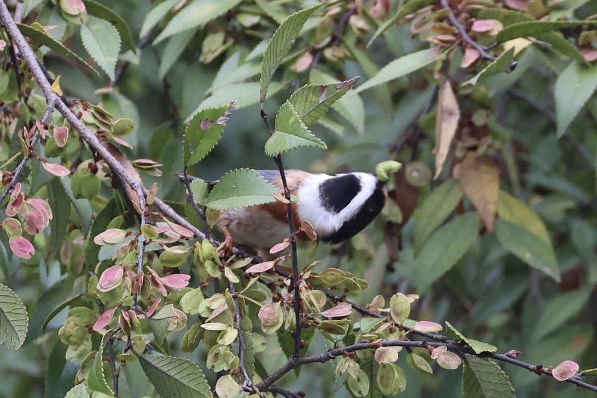 Black-throated Tit - ML643746771