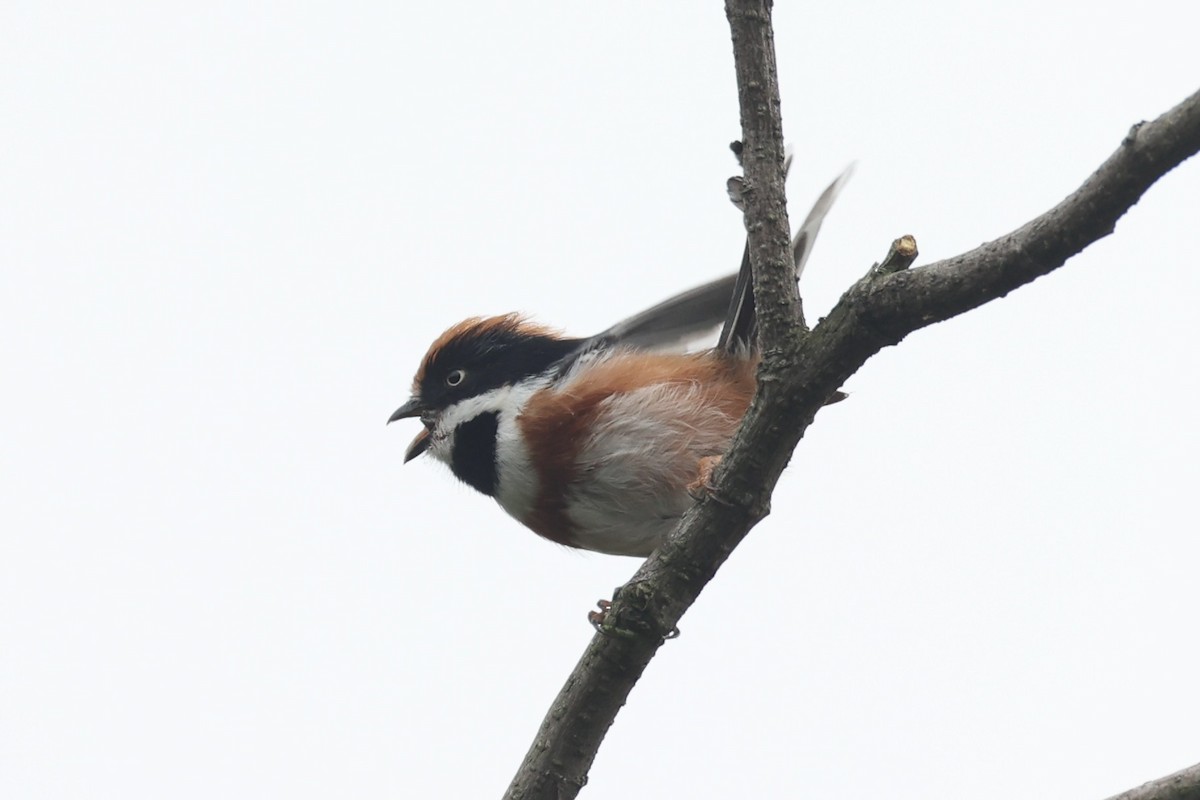 Black-throated Tit - ML643746772