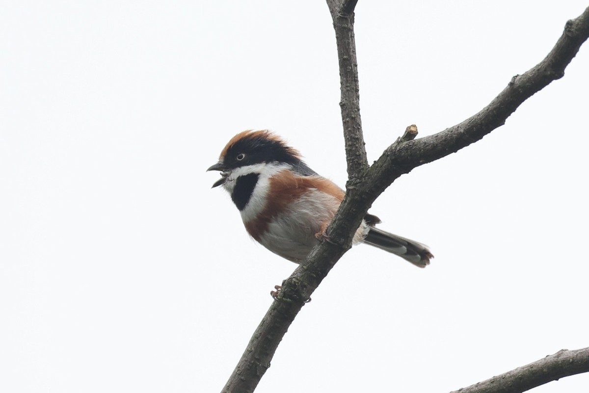Black-throated Tit - ML643746773