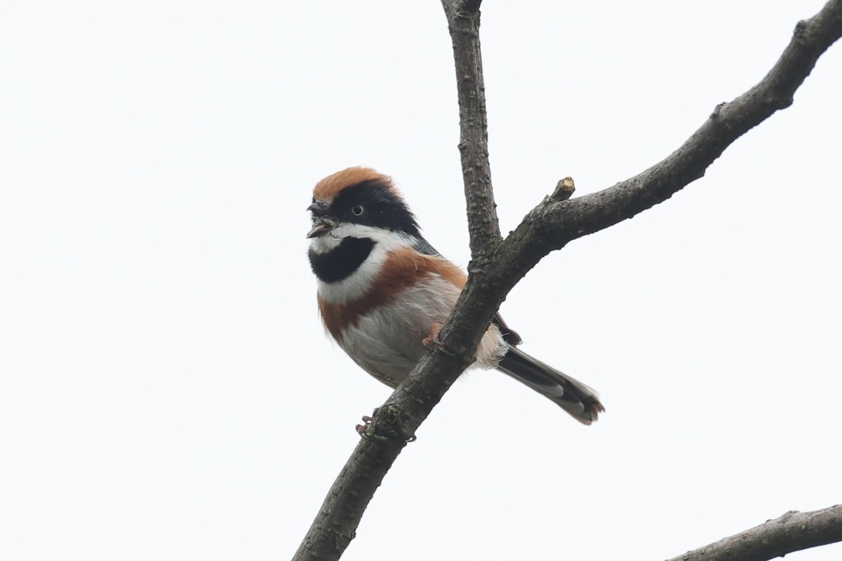 Black-throated Tit - ML643746774