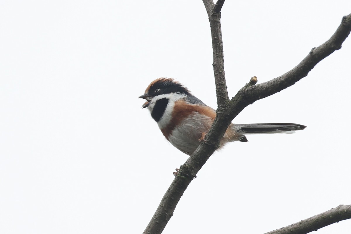 Black-throated Tit - ML643746775