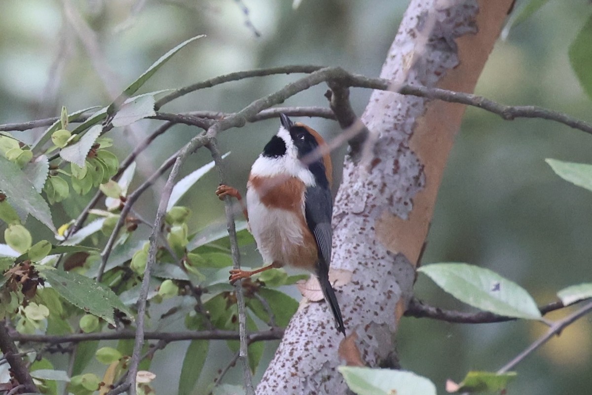 Black-throated Tit - ML643746776