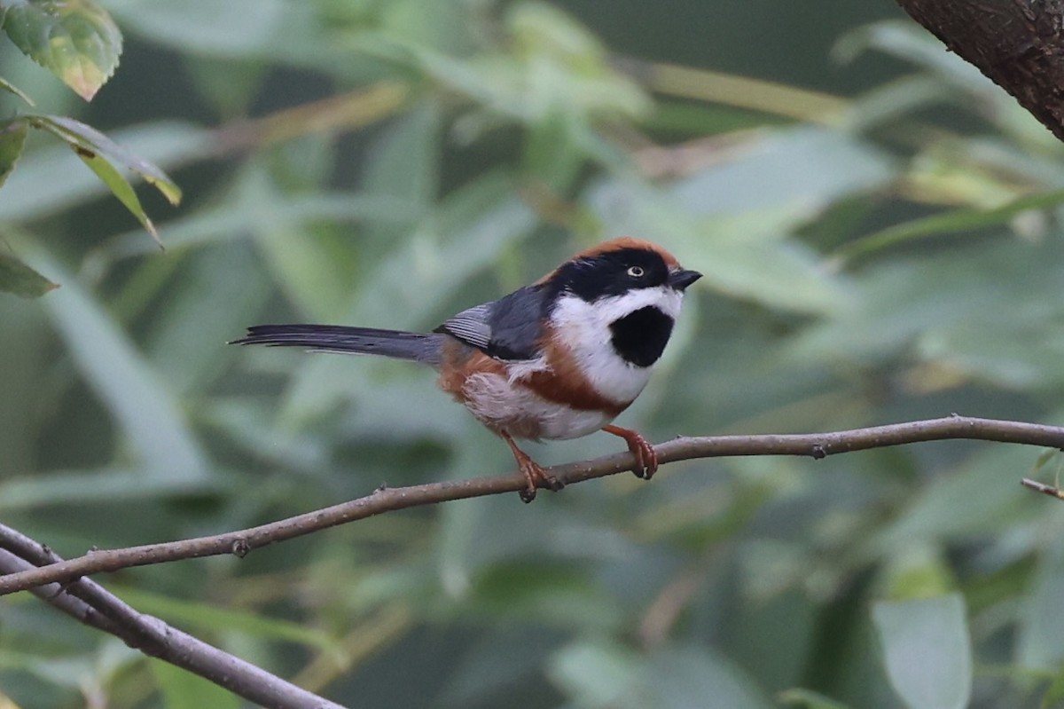 Black-throated Tit - ML643746777