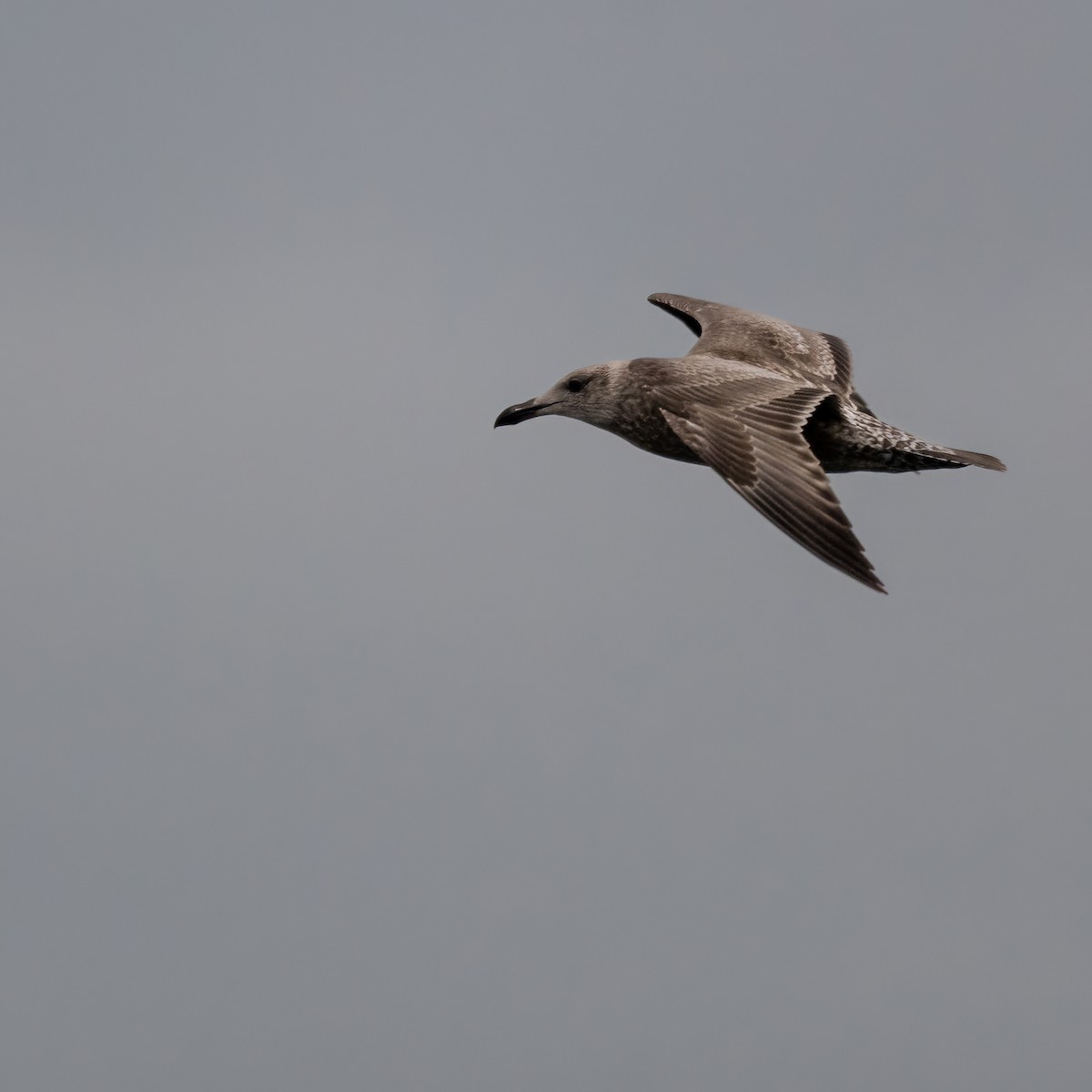 American Herring Gull - ML643746784