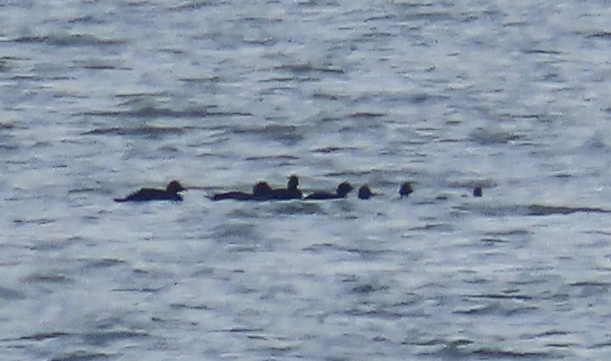 Common Scoter - ML643746802