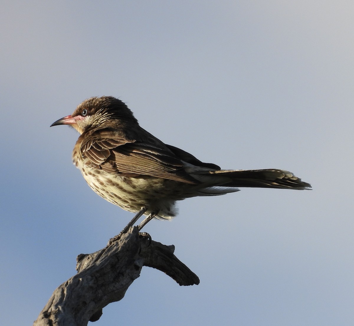 Spiny-cheeked Honeyeater - ML643746803