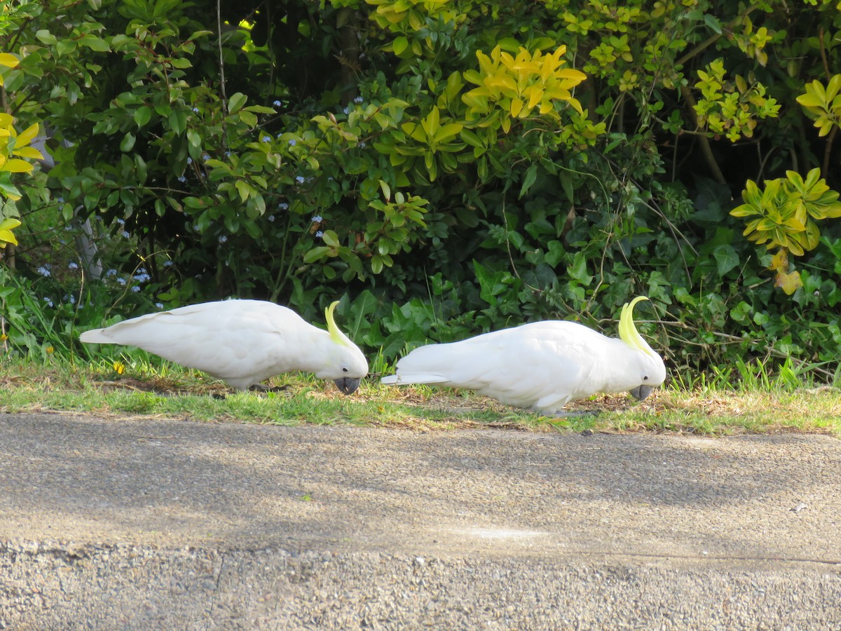 kakadu žlutočečelatý - ML643746808