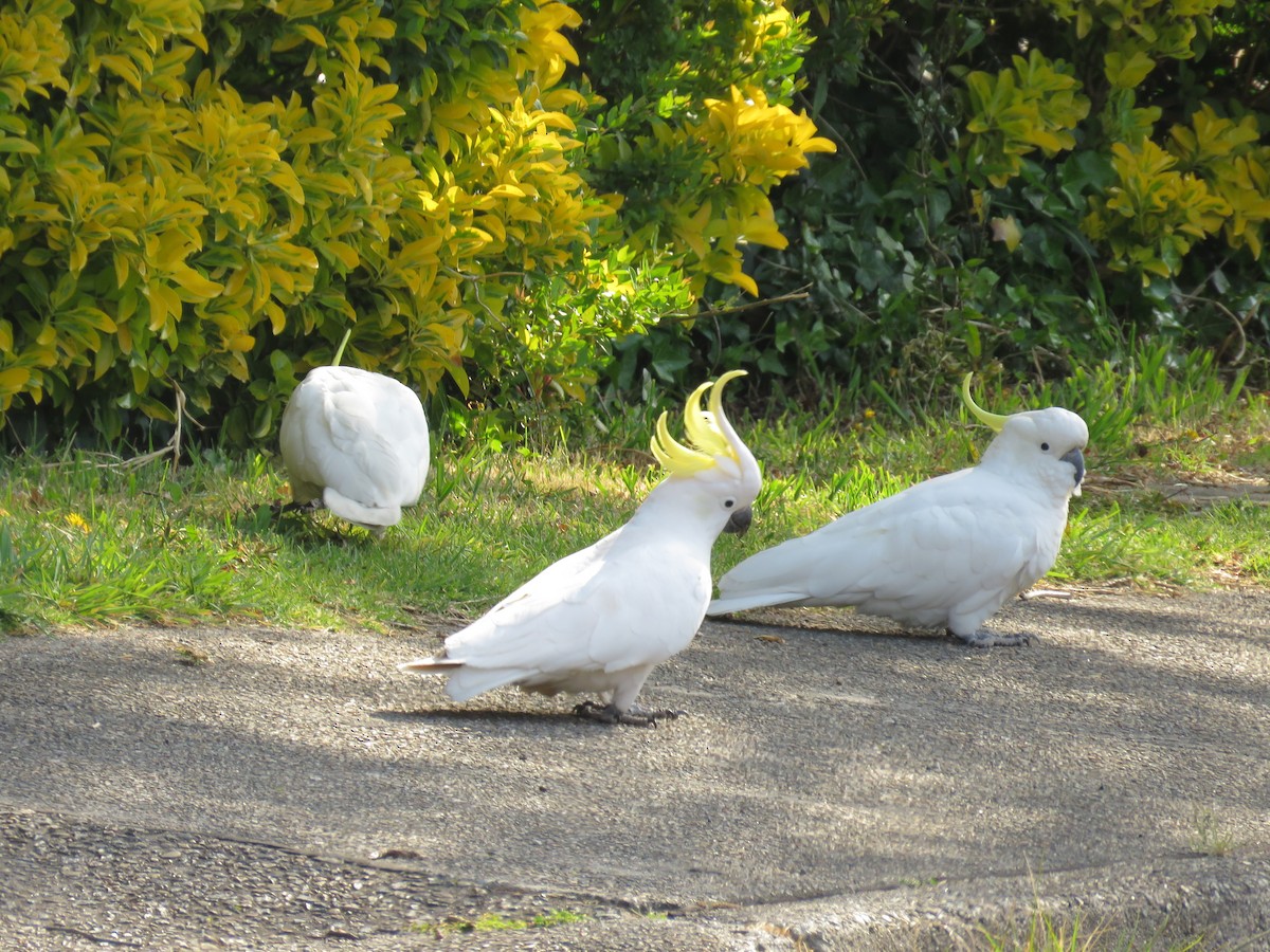 kakadu žlutočečelatý - ML643746809
