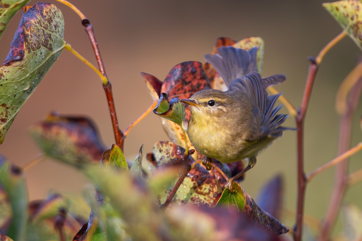 Willow Warbler - ML643746811