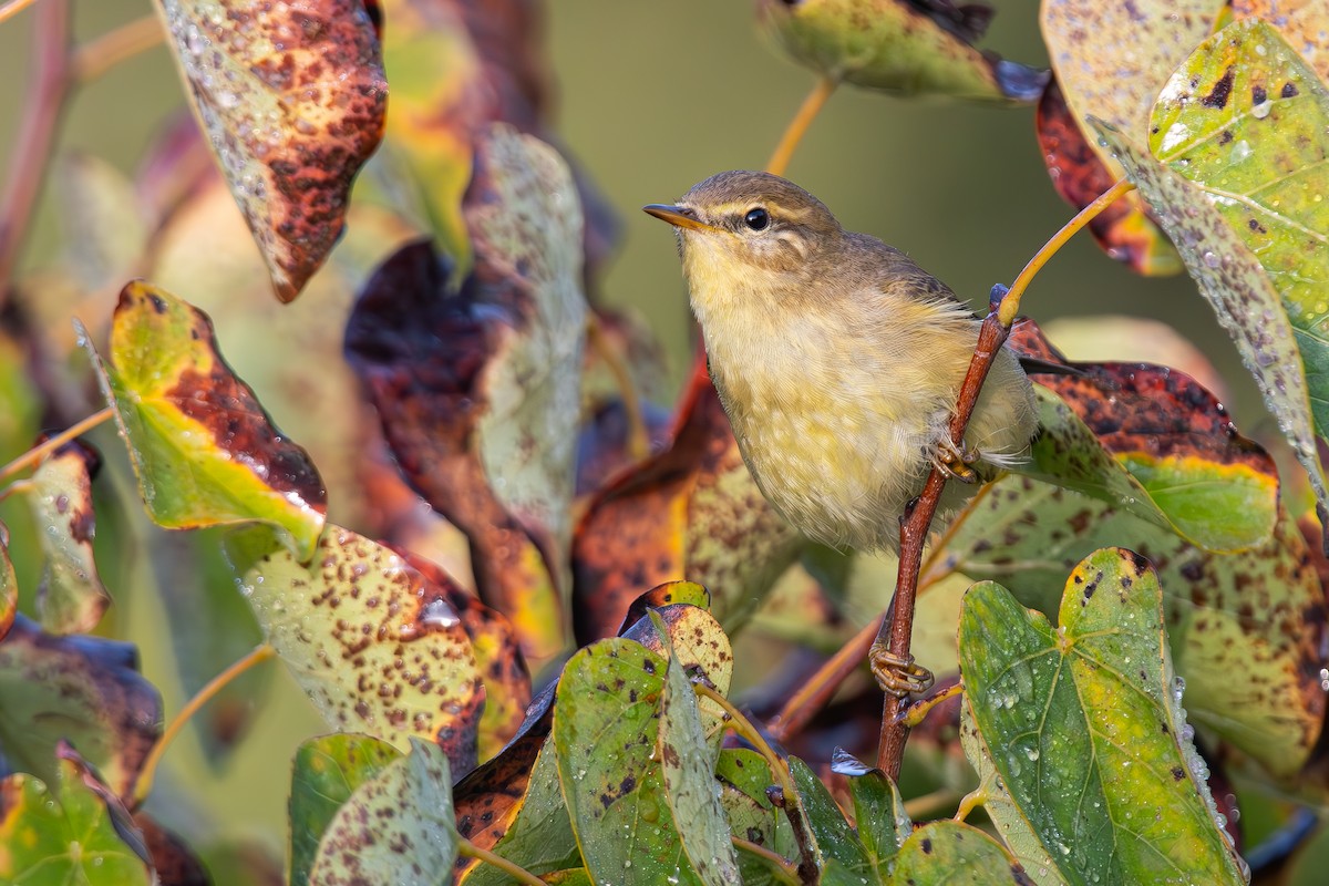 Willow Warbler - ML643746812