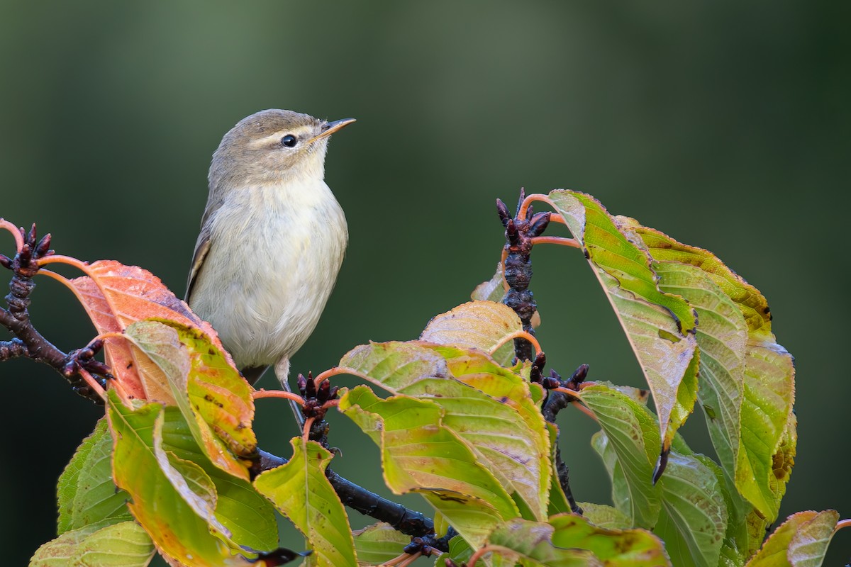 Willow Warbler - ML643746813