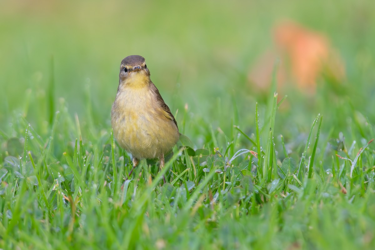 Willow Warbler - ML643746814