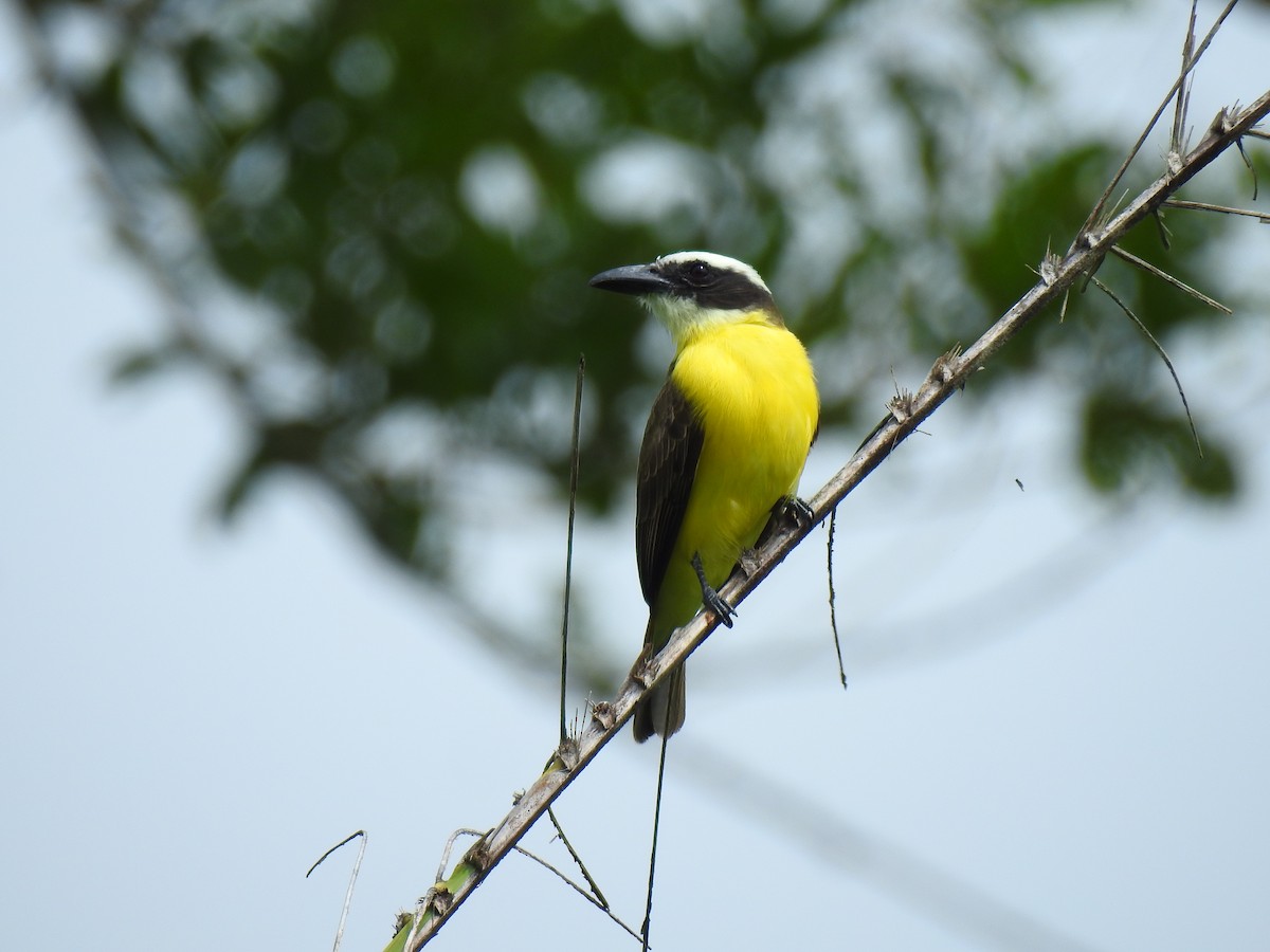 båtnebbtyrann - ML643746816
