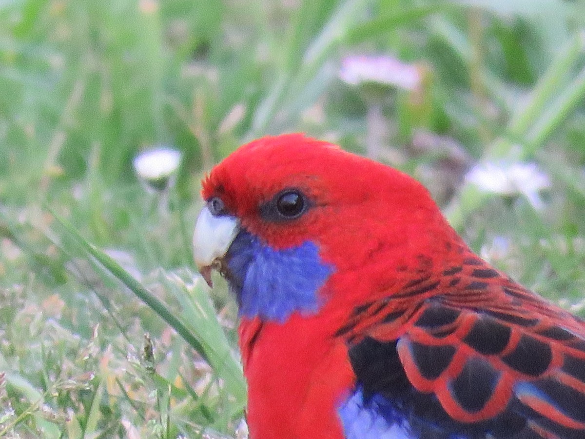 rosela Pennantova - ML643746824