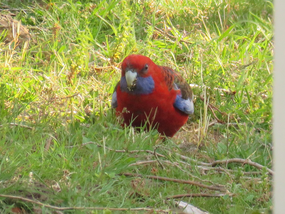 rosela Pennantova - ML643746825