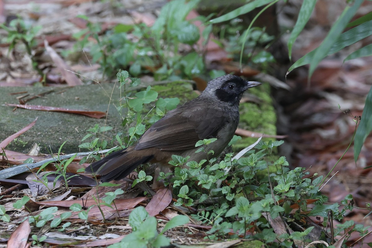 Masked Laughingthrush - ML643746866