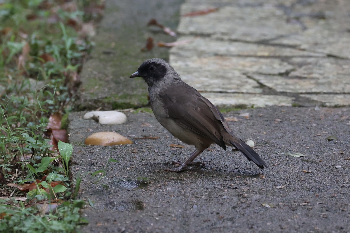 Masked Laughingthrush - ML643746867