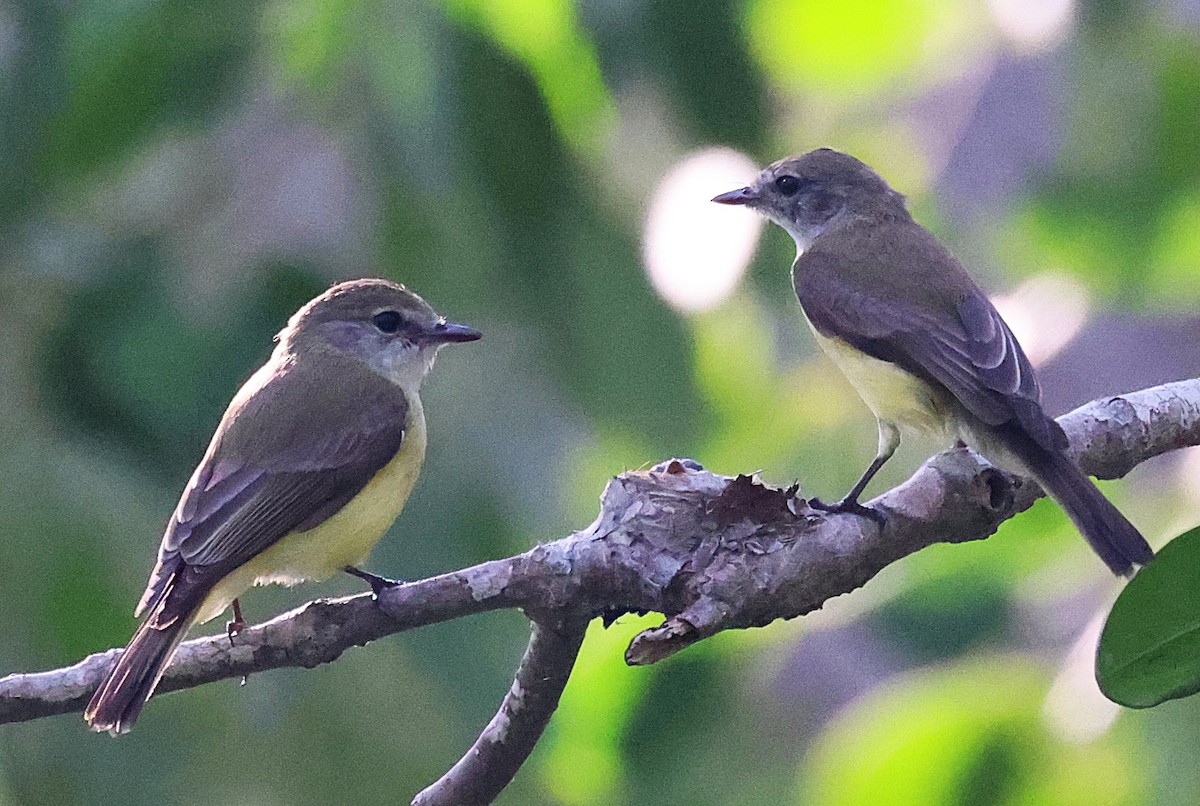 Lemon-bellied Flyrobin - ML643746882