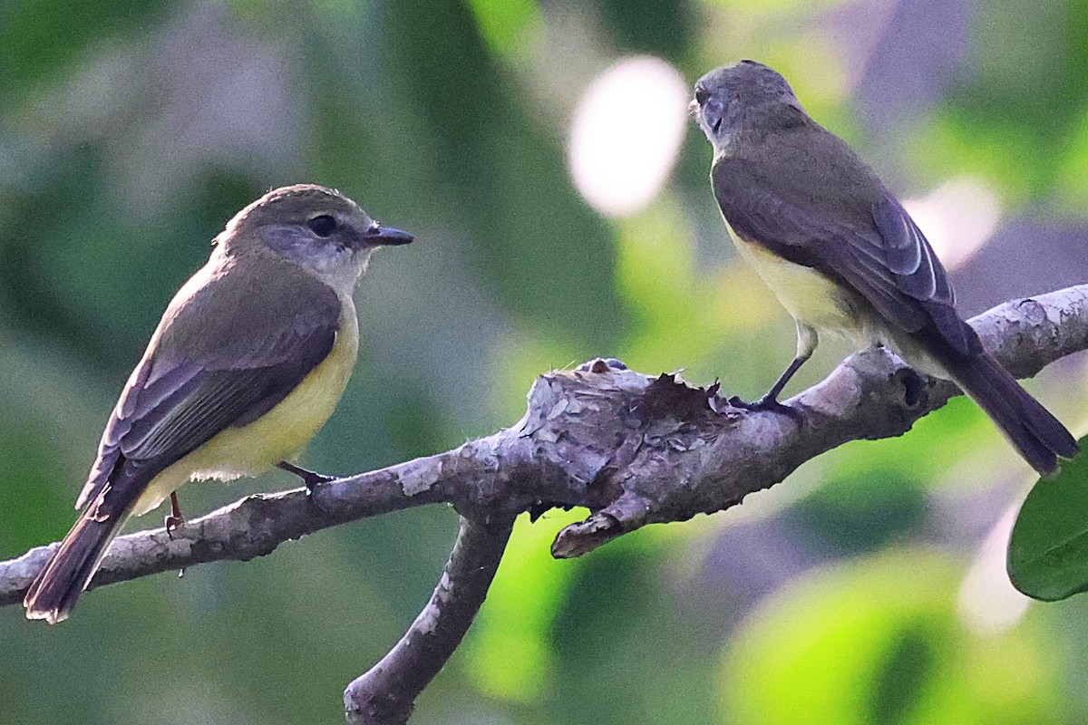 Lemon-bellied Flyrobin - ML643746883