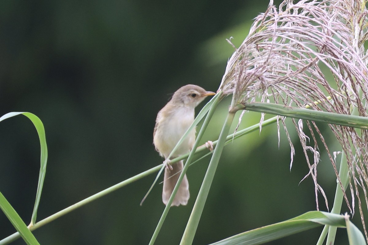 orientprinia - ML643746885