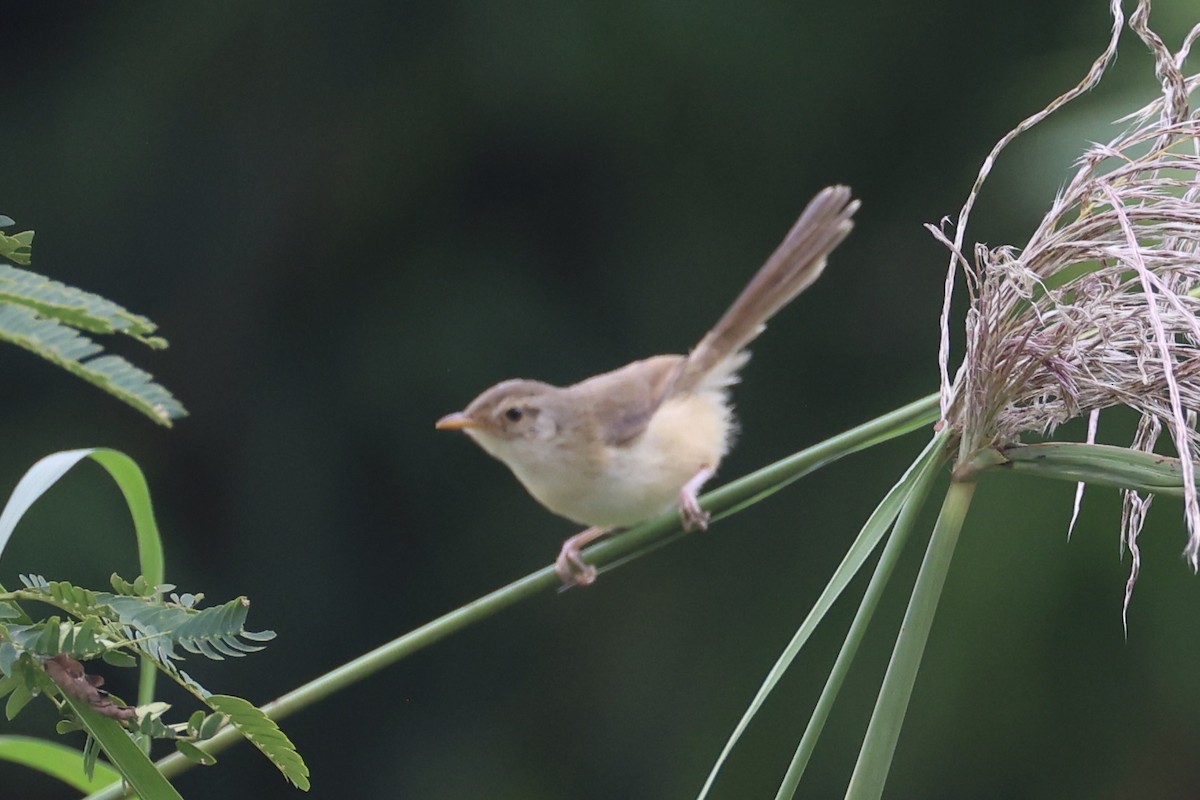 orientprinia - ML643746886
