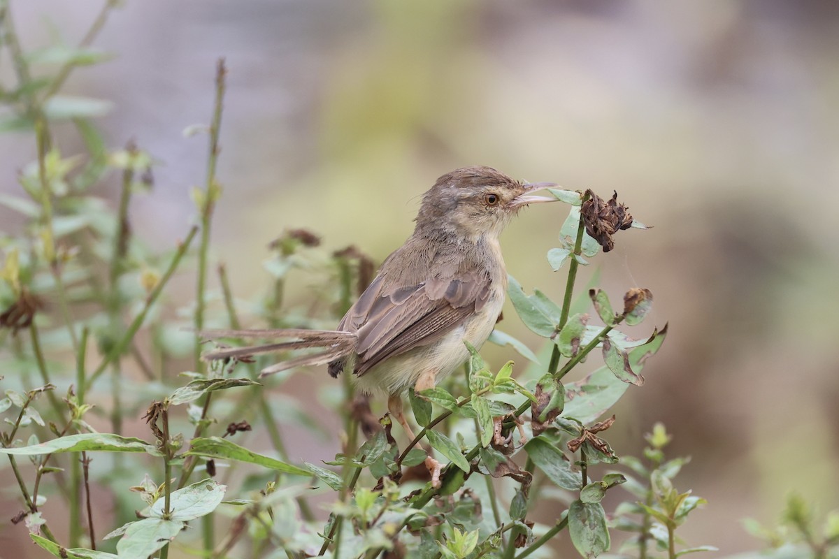 orientprinia - ML643746887