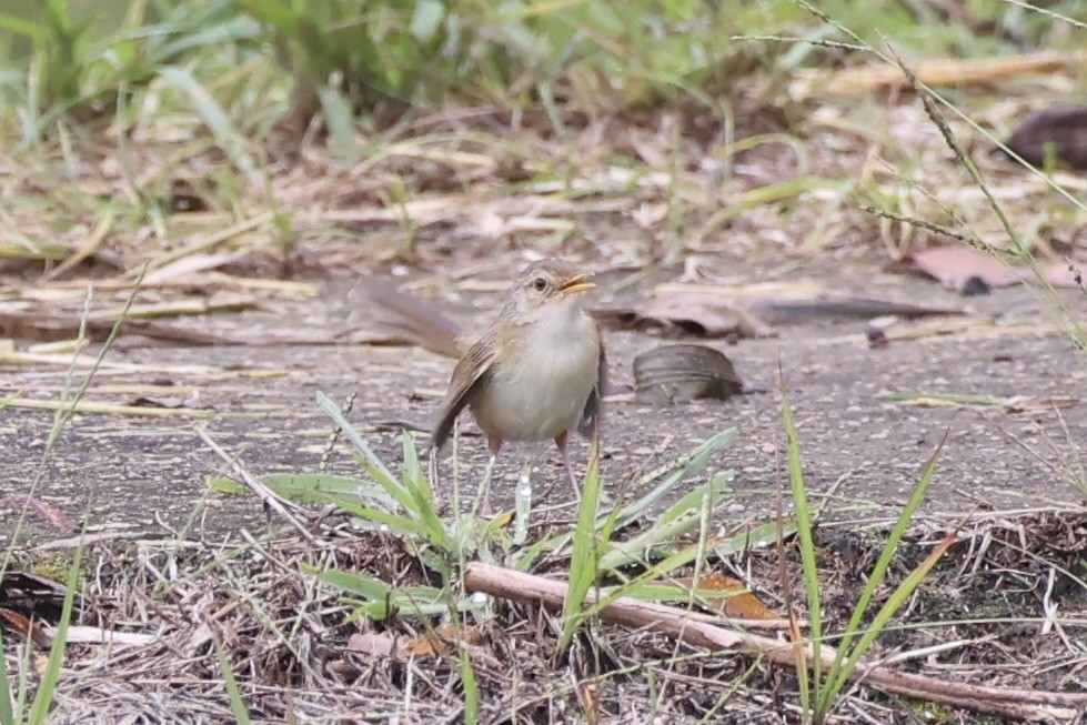 orientprinia - ML643746888