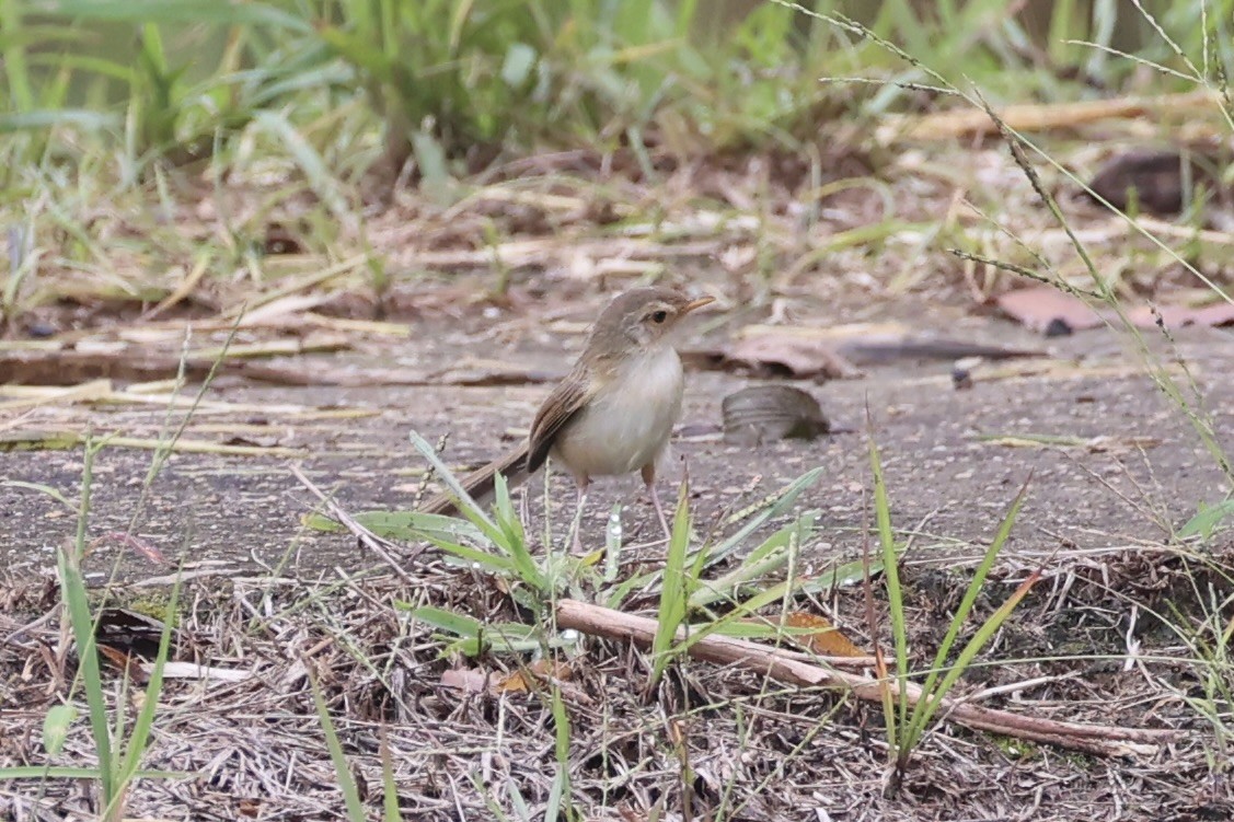 orientprinia - ML643746889