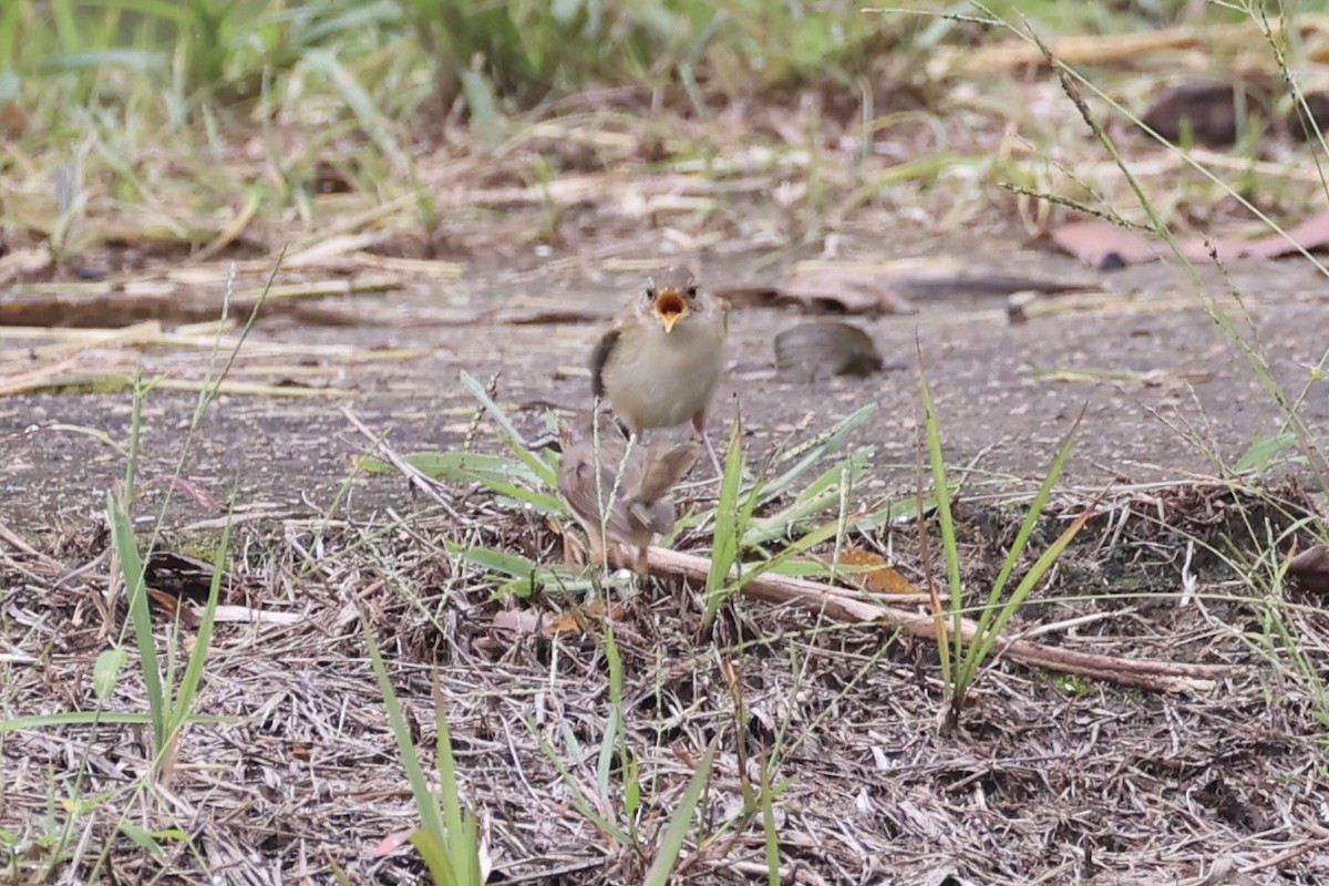 orientprinia - ML643746890
