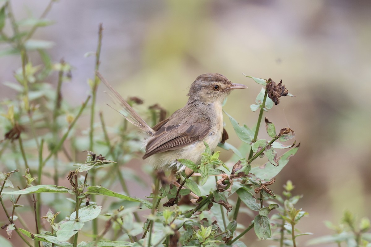 orientprinia - ML643746891