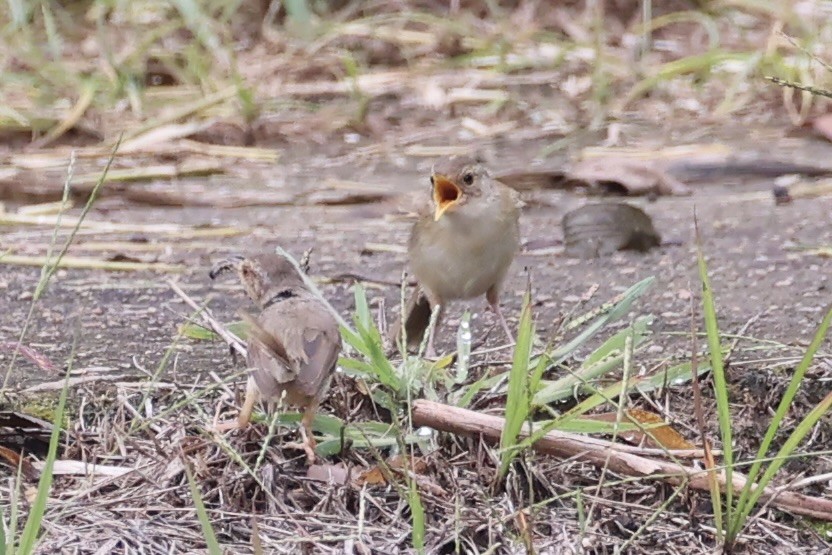 orientprinia - ML643746892