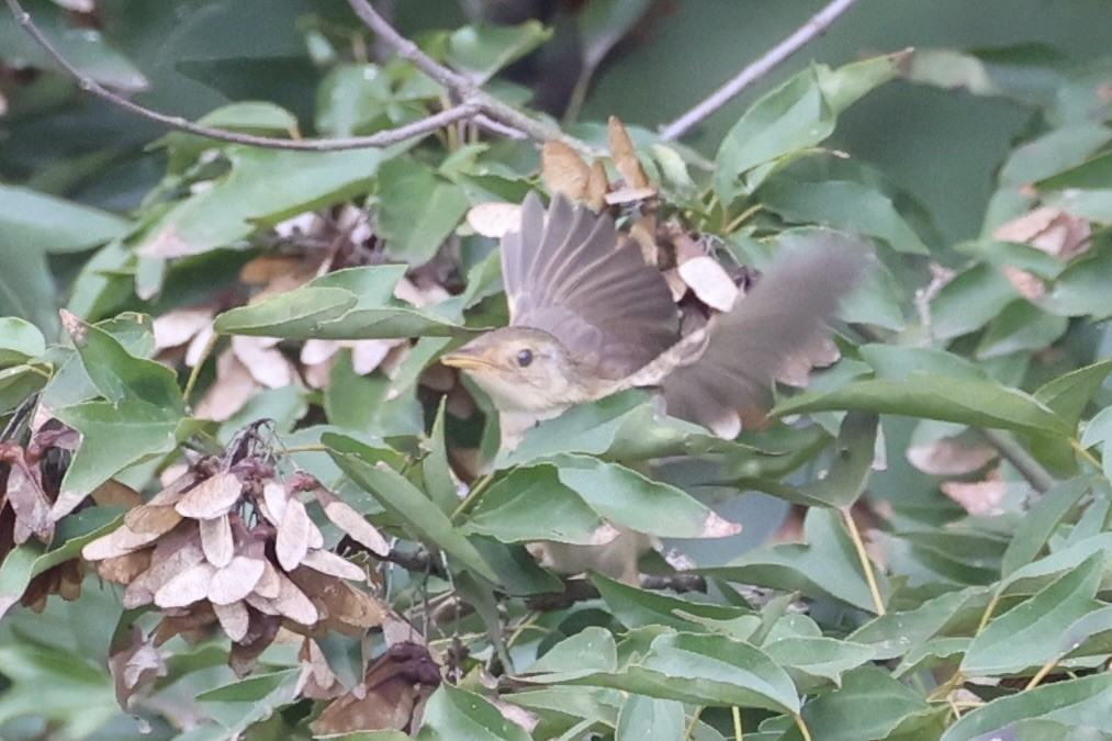 orientprinia - ML643746895