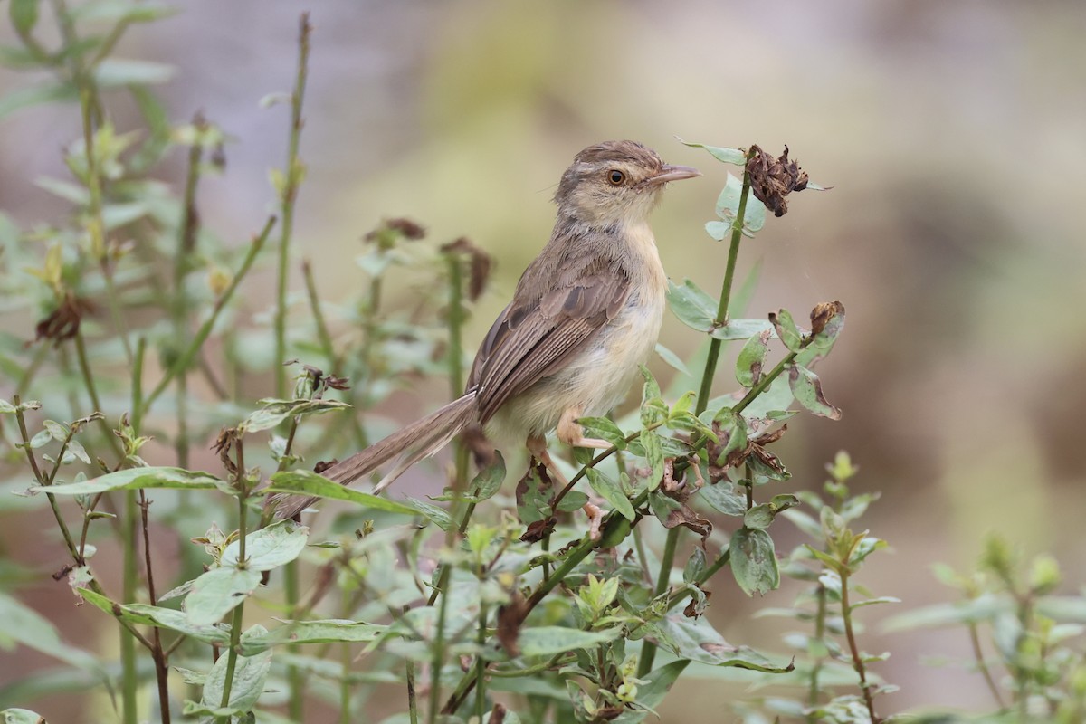 orientprinia - ML643746897