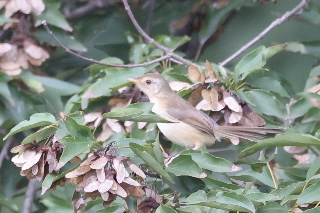 orientprinia - ML643746898