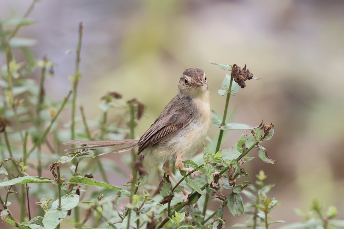 orientprinia - ML643746899