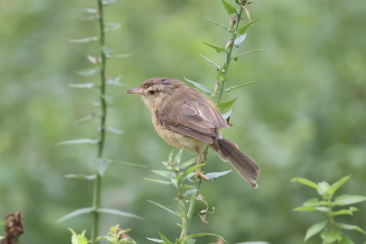 orientprinia - ML643746900