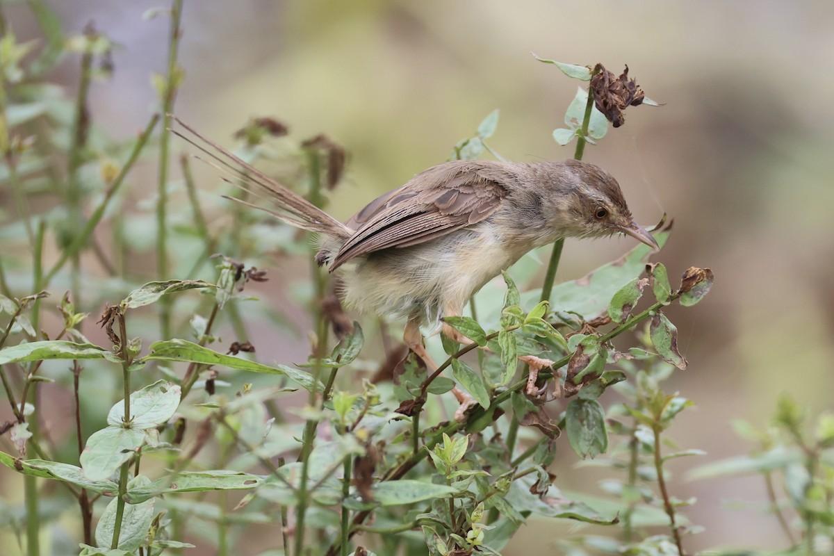 orientprinia - ML643746901