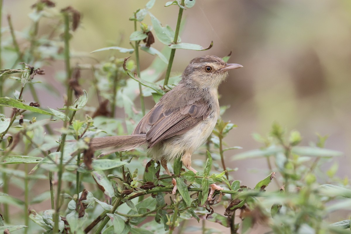 orientprinia - ML643746902