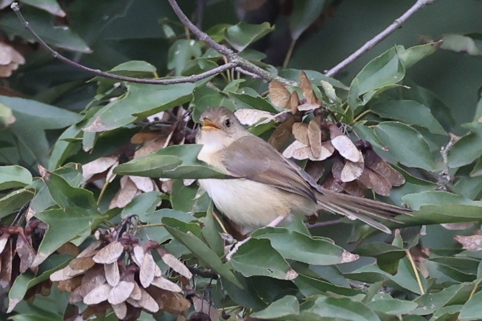 orientprinia - ML643746903