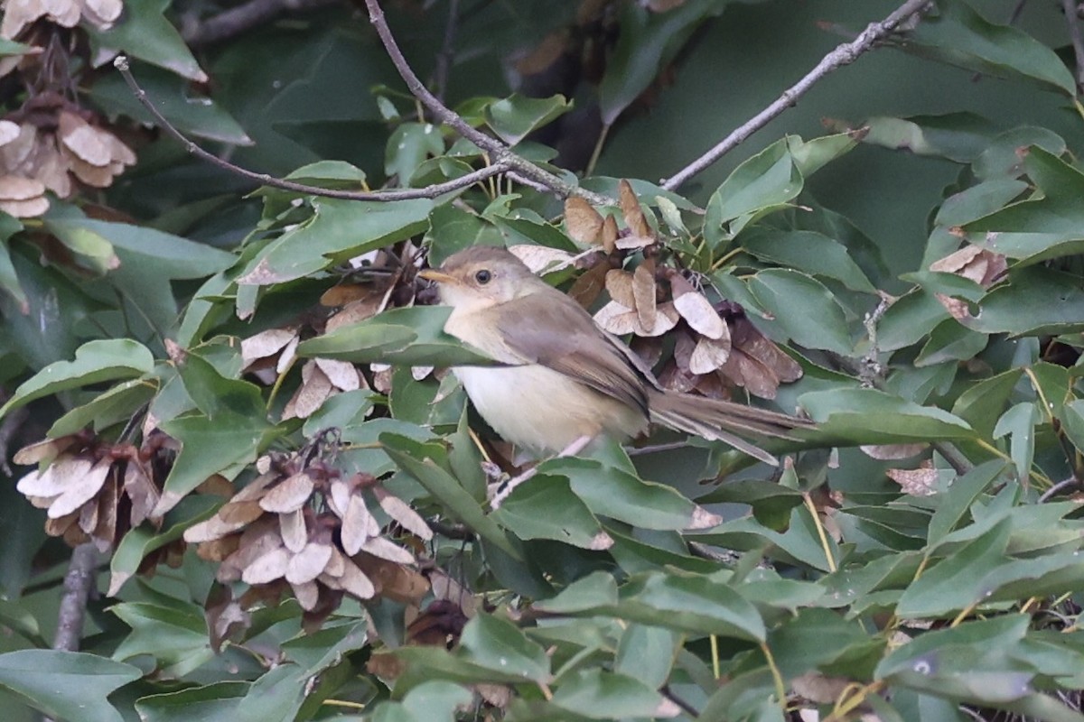 orientprinia - ML643746904