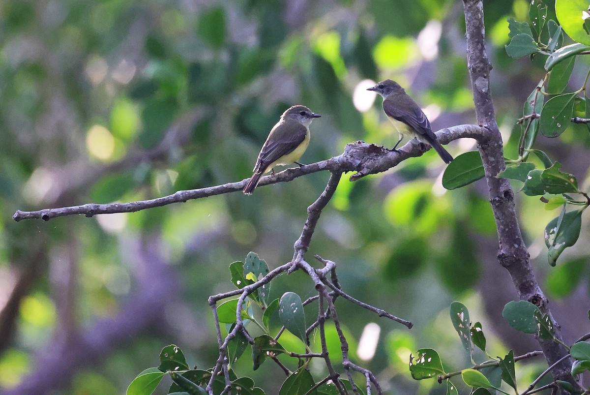 Lemon-bellied Flyrobin - ML643746907