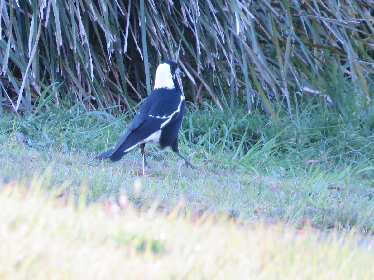 flétňák australský - ML643746908