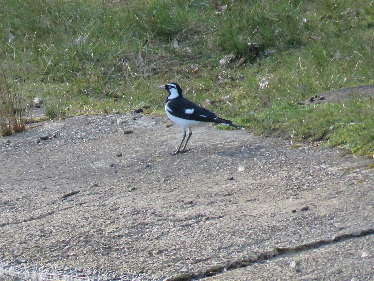 Magpie-lark - ML643746910