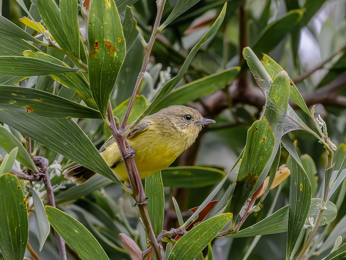 Yellow Thornbill - ML643746955